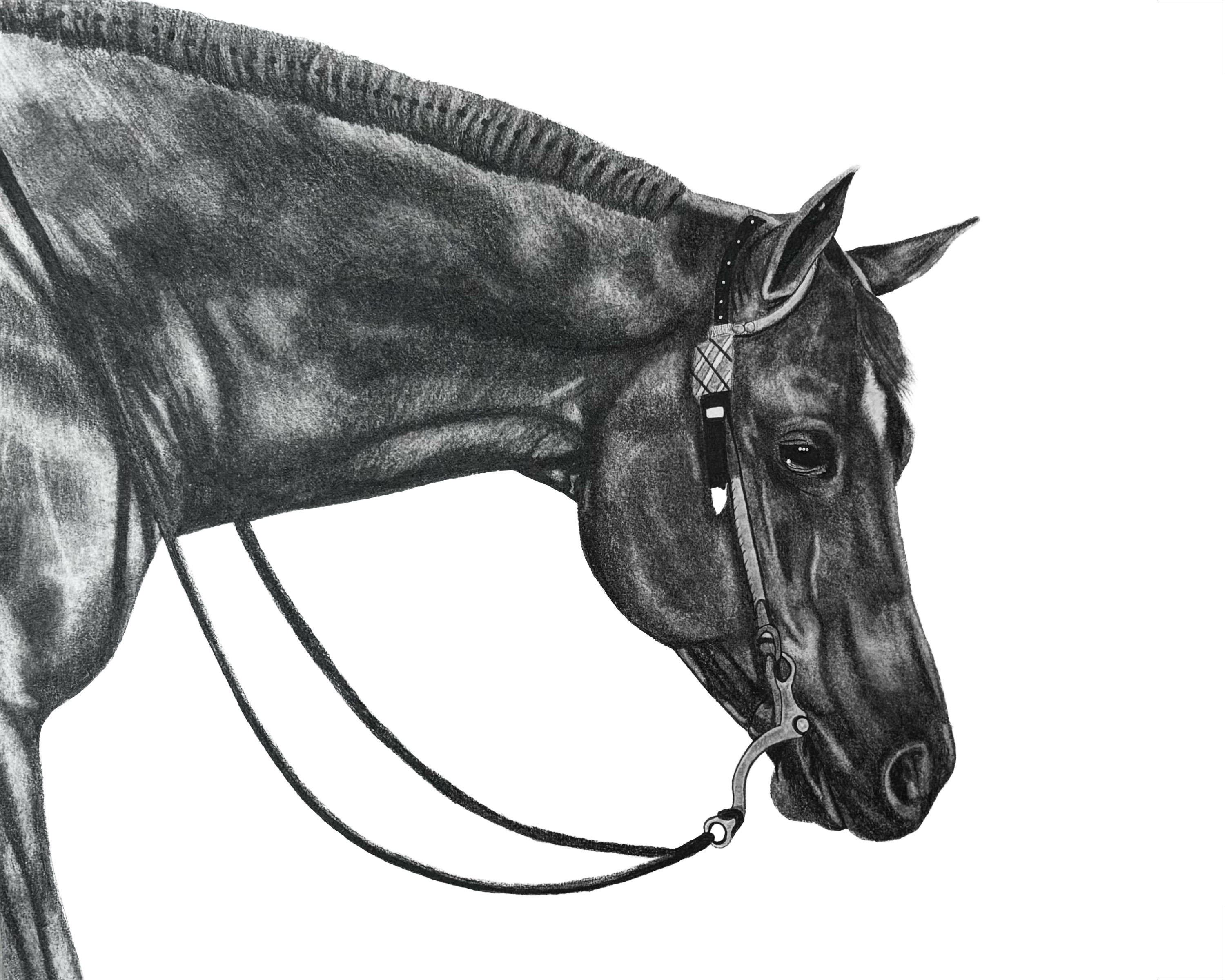Graphite horse drawing